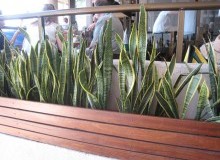 Kwikfynd Indoor Planting
pacificpalms