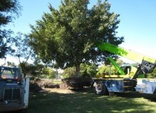 Kwikfynd Tree Management Services
pacificpalms