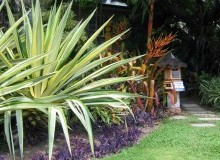 Kwikfynd Tropical Landscaping
pacificpalms